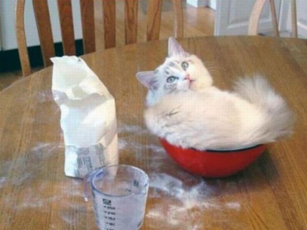Кошка в миске