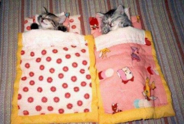 Котята в кроватках