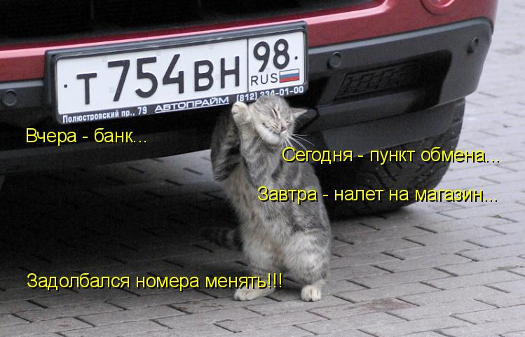 Кот меняет номер у машины - приколы