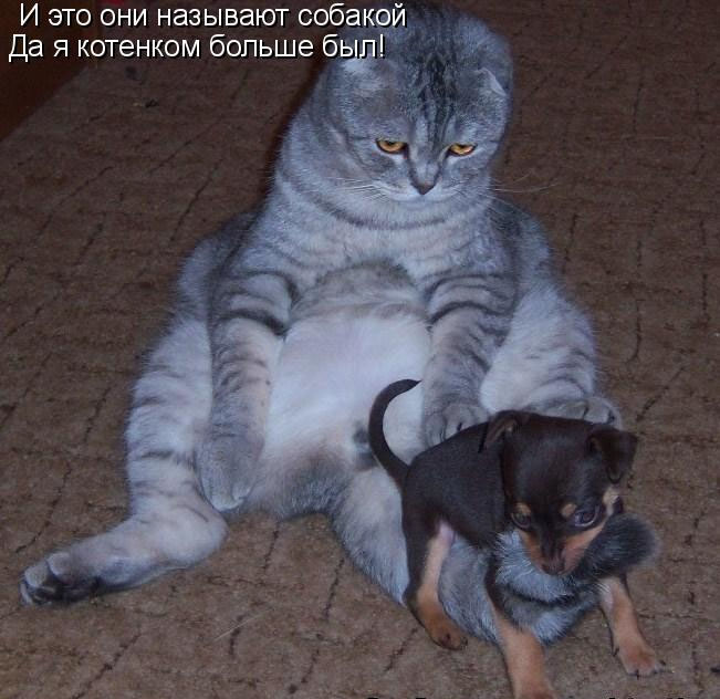 Толстый кот и мелкая собачка