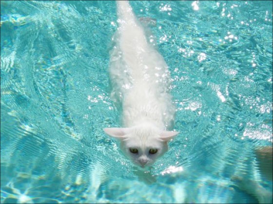 Белоснежная кошка в воде