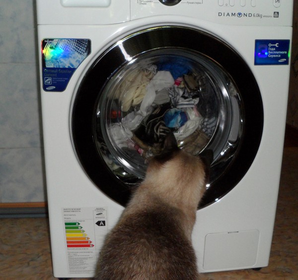 Кот и стиральная машинка Samsung