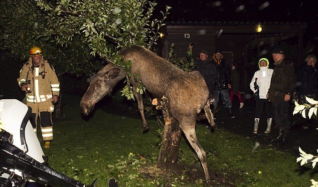 пьяный лось пугает людей и висит в дереве