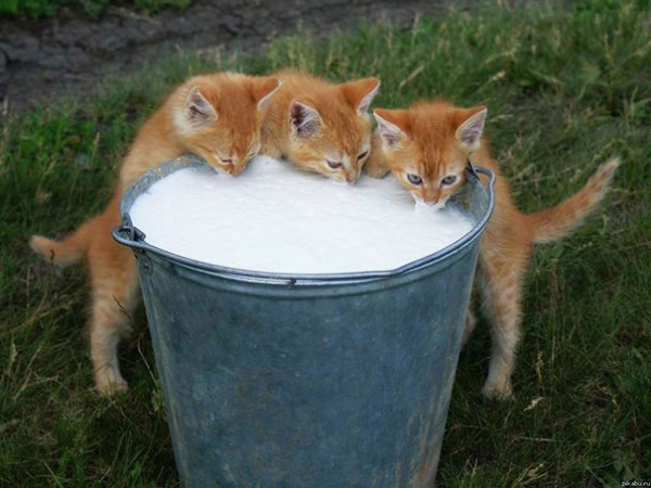 3 кота и ведро парного молока