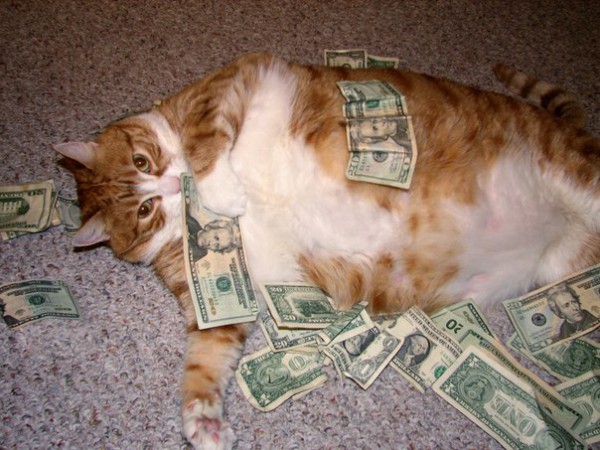 cat, bablo, кот с деньгами, кот с баксами