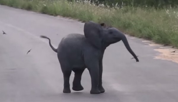 слоненок бегает за птицами