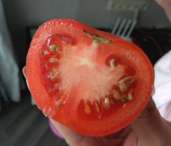 помидор пустил ростки на окне