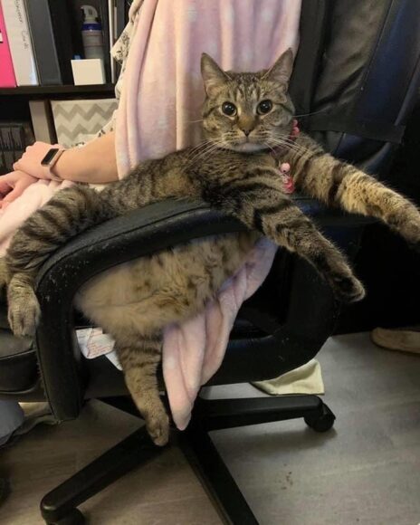кот на кресле умостился