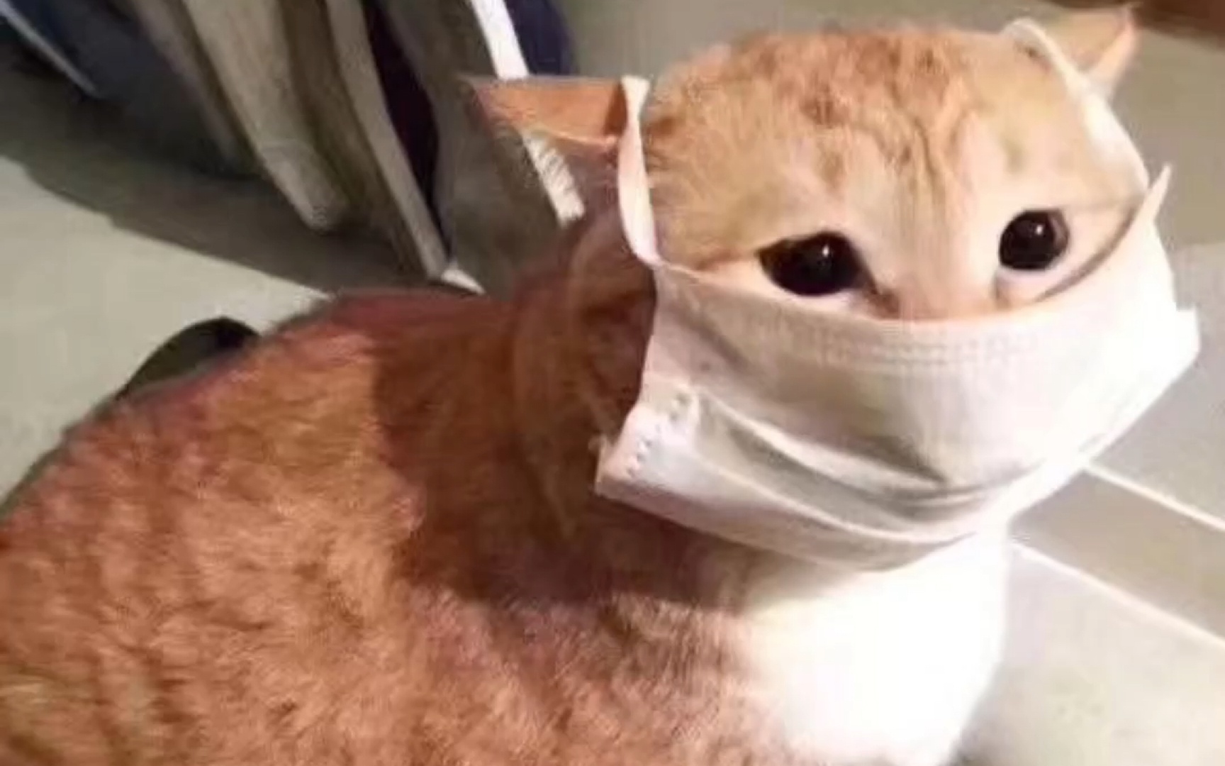 Выступление кота в маске. Маски. Котик. Маска кошки. Кот в медицинской маске. Коты в масках.