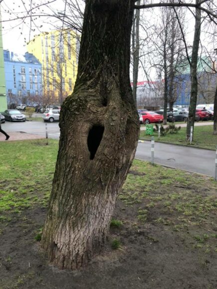 дупло в дереве, cat in hollow
