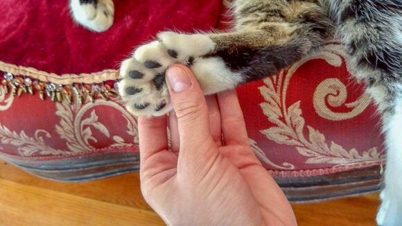 кошка с шестью пальцами